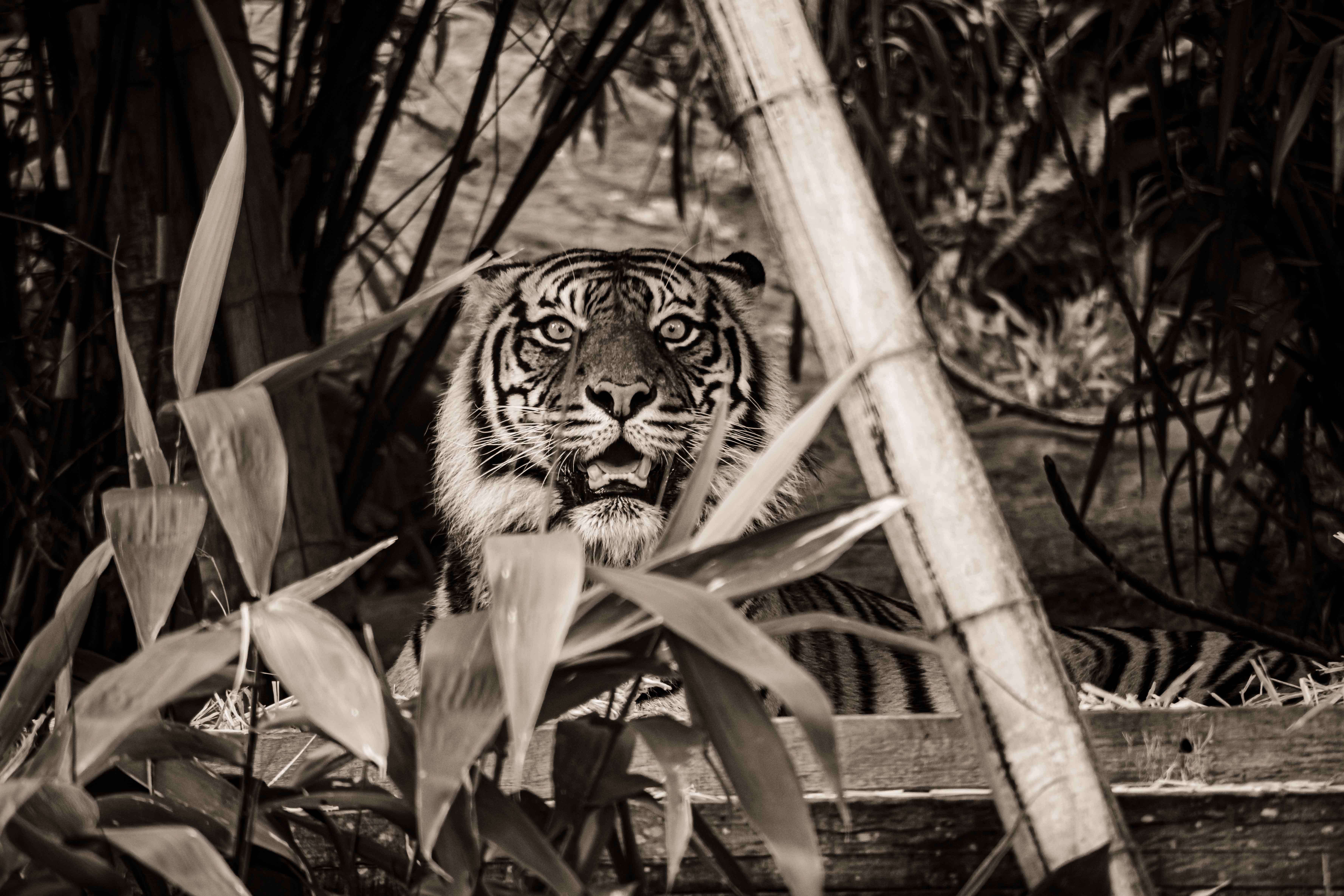 SEMD180 - DSC_7289 Sepia - 
Sumatran Tiger, Taronga Zoo,  Sydney, NSW, Australia.
1st July 2020 - 10.24am
Camera - Nikon D800 
F5.6 - ISO 1000 - 1/125 second - Focal Length 300mm : Wildlife - Sepia : Stephen E-Moran - Fine Art Photography