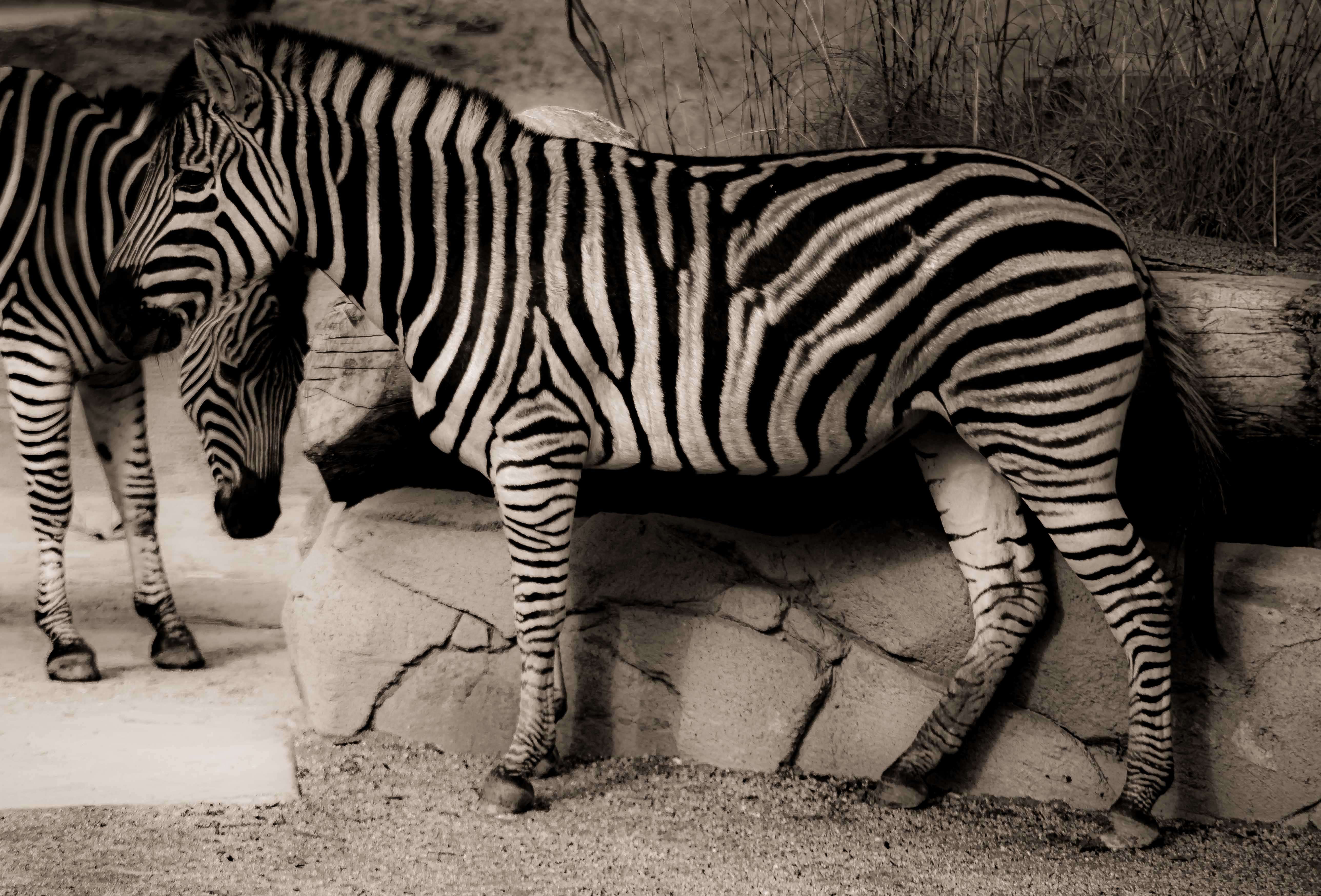 SEMD187 - DSC_7324 Sepia - 
Zebra, Taronga Zoo,  Sydney, NSW, Australia.
1st July 2020 - 11.13am
Camera - Nikon D800 
F5.6 - ISO 200 - 1/640 second - Focal Length 300mm : Wildlife - Sepia : Stephen E-Moran - Fine Art Photography