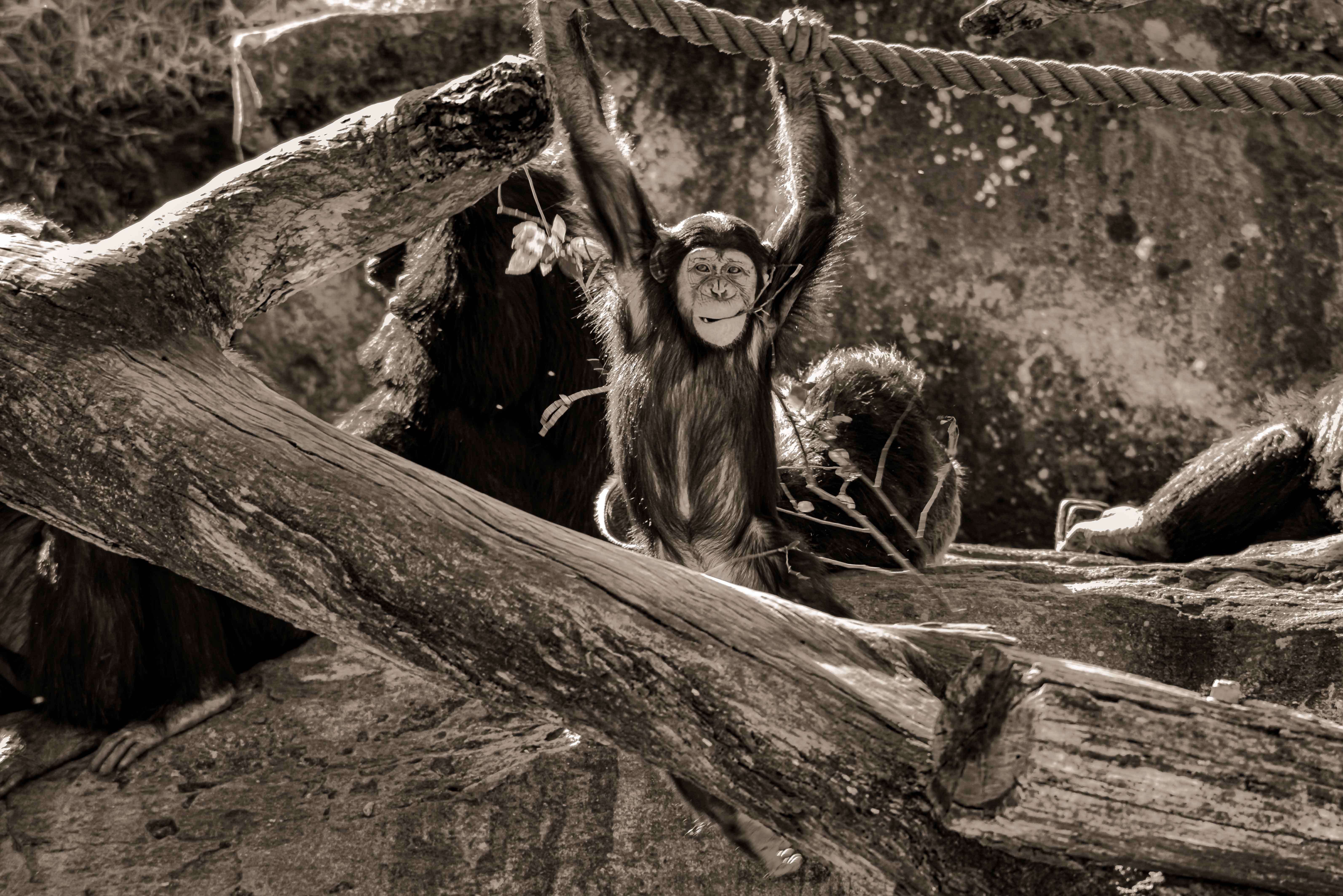 SEMD192 - DSC_7371 Sepia - 
Chimpanzee, Taronga Zoo,  Sydney, NSW, Australia.
1st July 2020 - 11.35am
Camera - Nikon D800 
F8 - ISO 400 - 1/100 second - Focal Length 270mm : Wildlife - Sepia : Stephen E-Moran - Fine Art Photography