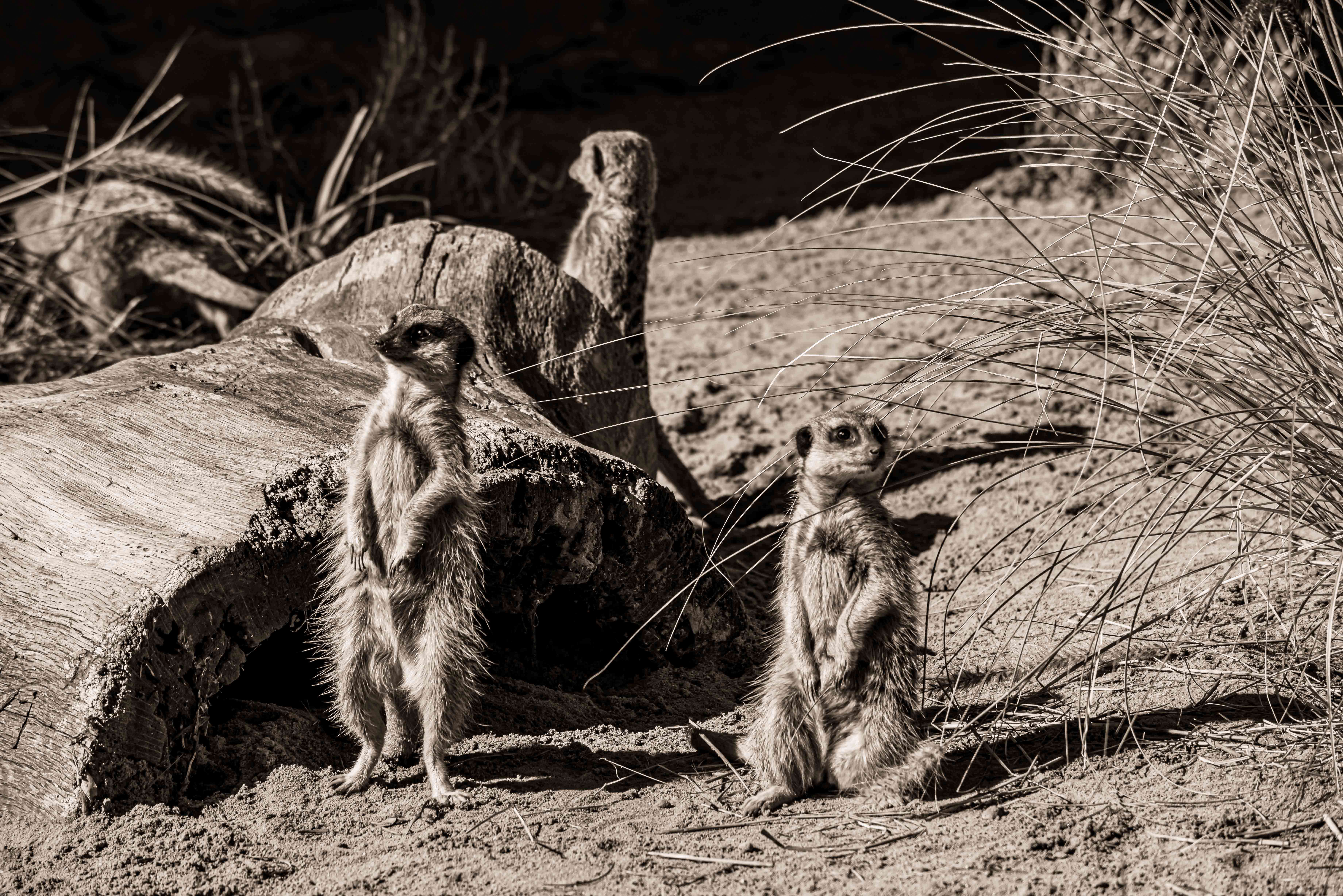 SEMD196 - DSC_7382 Sepia - 
Meerkats, Taronga Zoo,  Sydney, NSW, Australia.
1st July 2020 - 11.48am
Camera - Nikon D800 
F8 - ISO 250 - 1/640 second - Focal Length 210mm : Wildlife - Sepia : Stephen E-Moran - Fine Art Photography