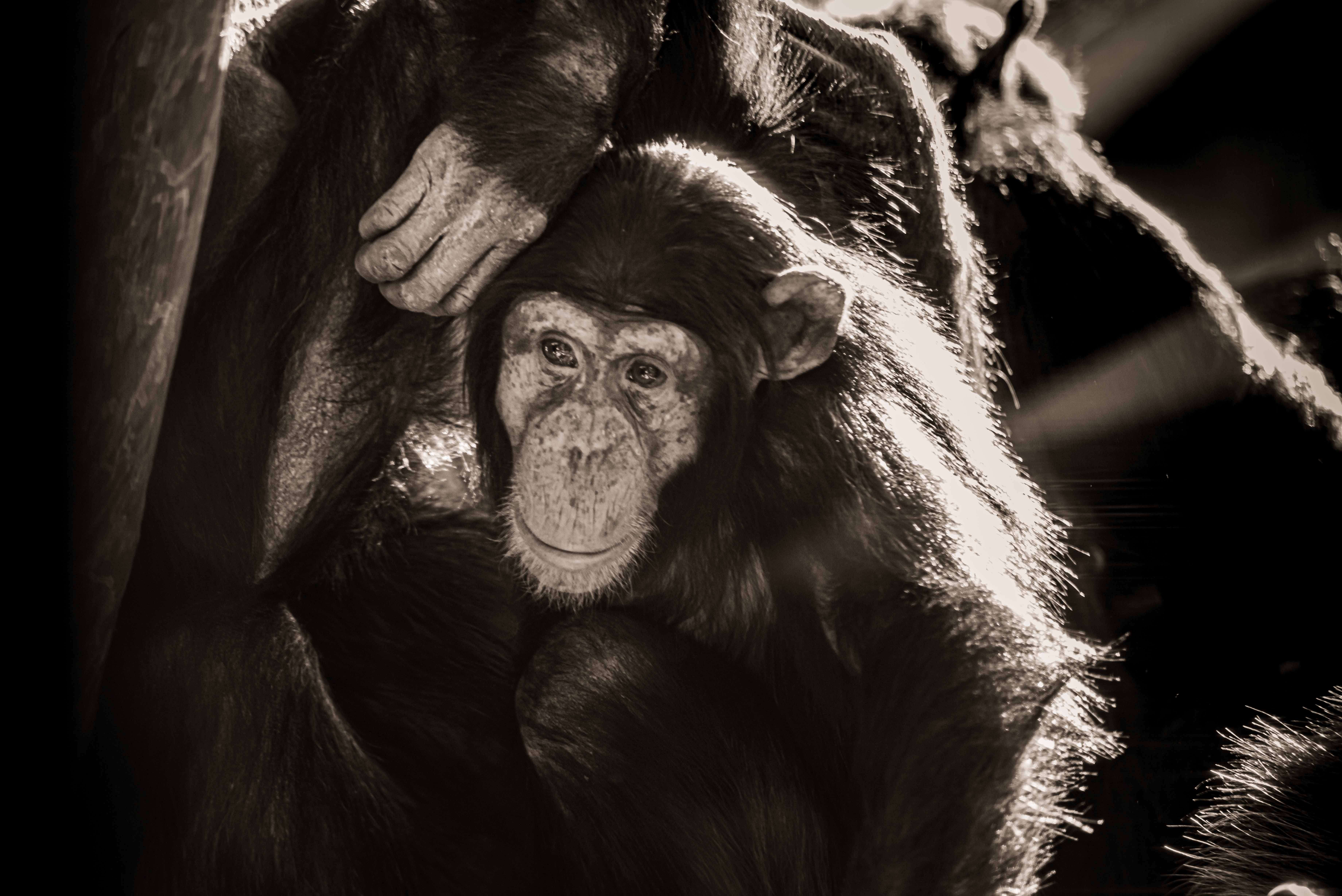 SEMD213 - DSC_7552 Sepia - 
Chimpanzee, Taronga Zoo,  Sydney, NSW, Australia.
1st July 2020 - 2.05pm
Camera - Nikon D800 
F5.6 - ISO 800 - 1/60 second - Focal Length 300mm : Wildlife - Sepia : Stephen E-Moran - Fine Art Photography