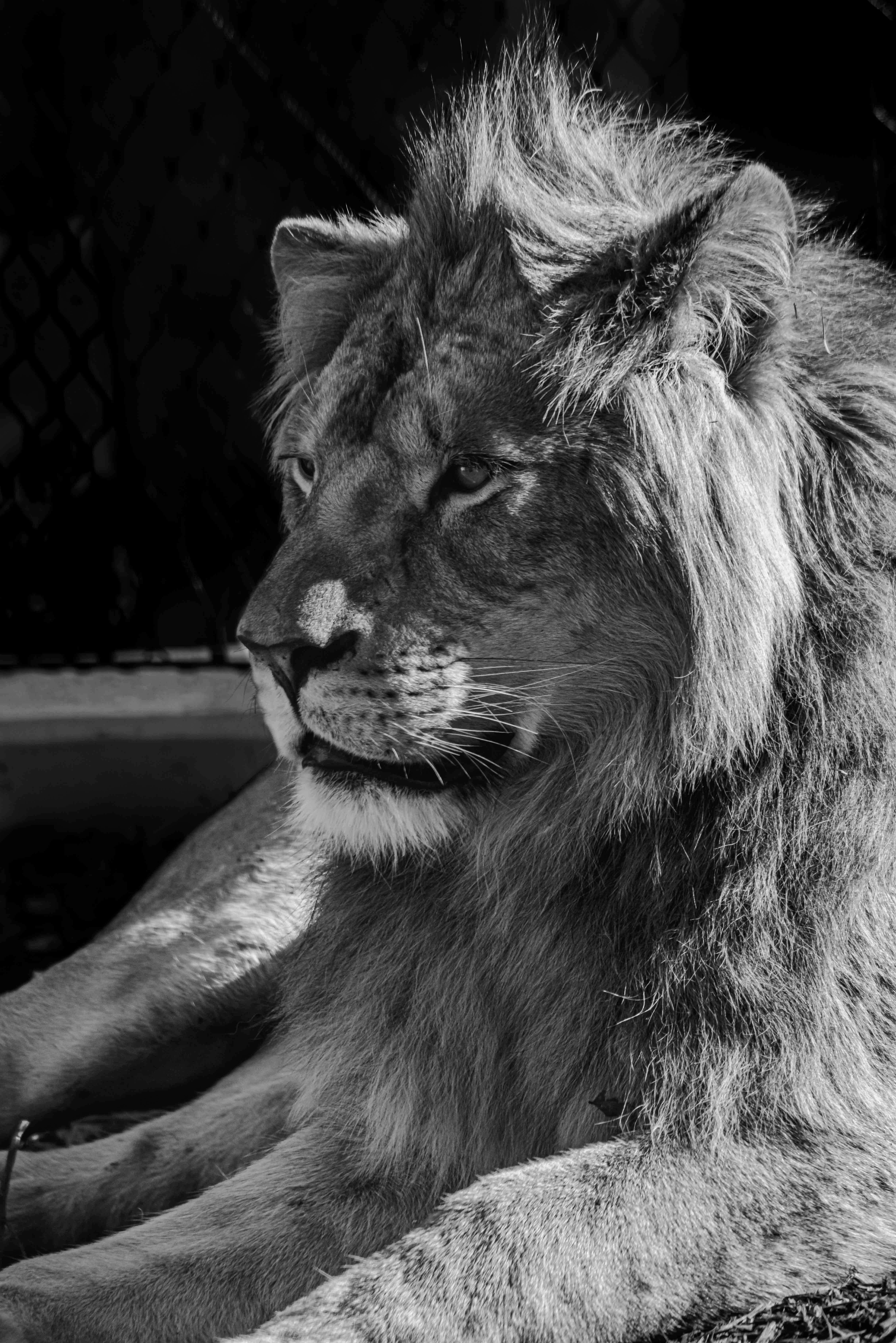 SEMD230 - DSC_7701 B&W - 
African Savannah Lion, Taronga Zoo,  Sydney, NSW, Australia.
1st July 2020 - 2.43pm
Camera - Nikon D800 
F8 - ISO 800 - 1/640 second - Focal Length 300mm