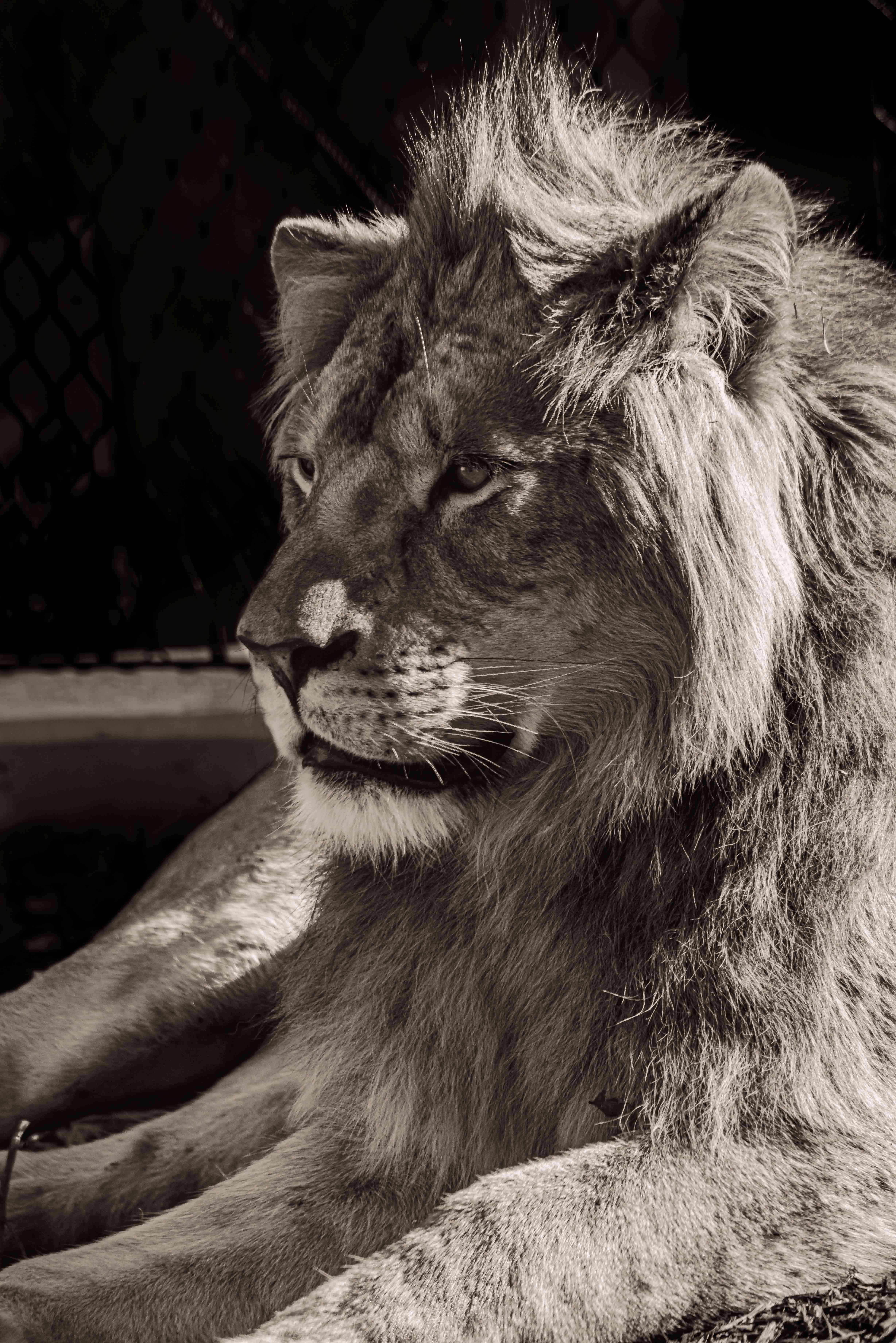 SEMD231 - DSC_7701 Sepia - 
African Savannah Lion, Taronga Zoo,  Sydney, NSW, Australia.
1st July 2020 - 2.43pm
Camera - Nikon D800 
F8 - ISO 800 - 1/640 second - Focal Length 300mm : Wildlife - Sepia : Stephen E-Moran - Fine Art Photography