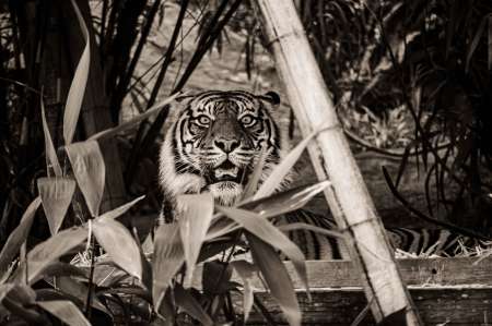 SEMD180 - DSC_7289 Sepia - 
Sumatran Tiger, Taronga Zoo,  Sydney, NSW, Australia.
1st July 2020 - 10.24am
Camera - Nikon D800 
F5.6 - ISO 1000 - 1/125 second - Focal Length 300mm
