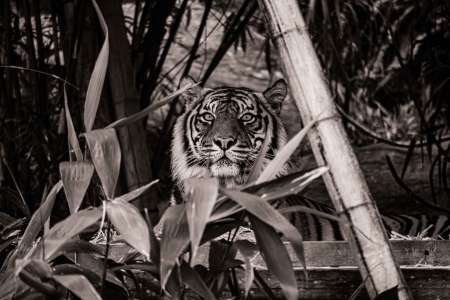 SEMD184 - DSC_7295 Sepia - 
Sumatran Tiger, Taronga Zoo,  Sydney, NSW, Australia.
1st July 2020 - 10.24am
Camera - Nikon D800 
F5.6 - ISO 1000 - 1/125 second - Focal Length 300mm