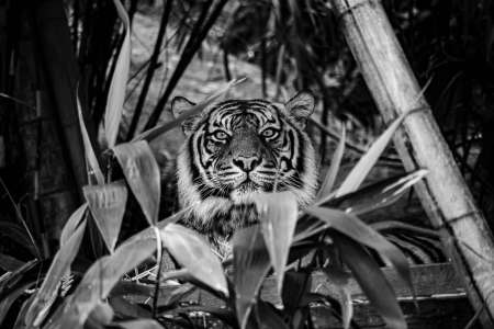 SEMD185 - DSC_7301 B&W - 
Sumatran Tiger, Taronga Zoo,  Sydney, NSW, Australia.
1st July 2020 - 10.26am
Camera - Nikon D800 
F5.6 - ISO 1000 - 1/125 second - Focal Length 300mm