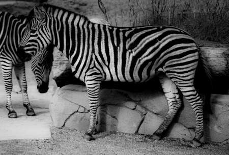 SEMD186 - DSC_7324 B&W - 
Zebra, Taronga Zoo,  Sydney, NSW, Australia.
1st July 2020 - 11.13am
Camera - Nikon D800 
F5.6 - ISO 200 - 1/640 second - Focal Length 300mm