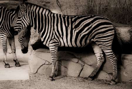 SEMD187 - DSC_7324 Sepia - 
Zebra, Taronga Zoo,  Sydney, NSW, Australia.
1st July 2020 - 11.13am
Camera - Nikon D800 
F5.6 - ISO 200 - 1/640 second - Focal Length 300mm