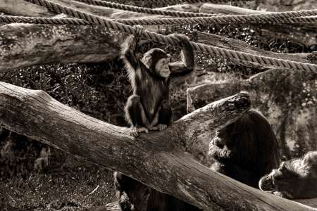 SEMD194 - DSC_7377 Sepia - 
Chimpanzee, Taronga Zoo,  Sydney, NSW, Australia.
1st July 2020 - 11.39am
Camera - Nikon D800 
F8 - ISO 800 - 1/320 second - Focal Length 270mm