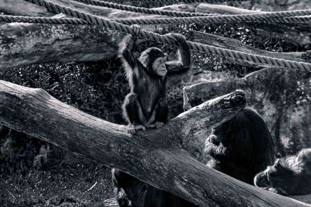 SEMD195 - DSC_7377 Silver - 
Chimpanzee, Taronga Zoo,  Sydney, NSW, Australia.
1st July 2020 - 11.39am
Camera - Nikon D800 
F8 - ISO 800 - 1/320 second - Focal Length 270mm