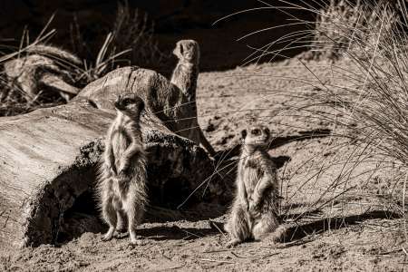 SEMD196 - DSC_7382 Sepia - 
Meerkats, Taronga Zoo,  Sydney, NSW, Australia.
1st July 2020 - 11.48am
Camera - Nikon D800 
F8 - ISO 250 - 1/640 second - Focal Length 210mm