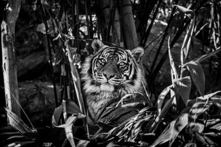 SEMD208 - DSC_7501 B&W - 
Sumatran Tiger, Taronga Zoo,  Sydney, NSW, Australia.
1st July 2020 - 1.09pm
Camera - Nikon D800 
F5.6 - ISO 1000 - 1/320 second - Focal Length 300mm
