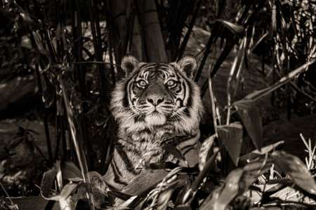 SEMD210 - DSC_7507 Sepia - 
Sumatran Tiger, Taronga Zoo,  Sydney, NSW, Australia.
1st July 2020 - 1.16pm
Camera - Nikon D800 
F5.6 - ISO 1000 - 1/250 second - Focal Length 300mm