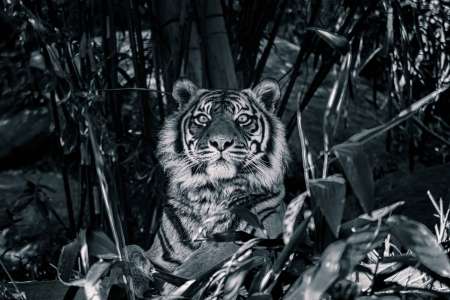 SEMD211 - DSC_7507 Silver - 
Sumatran Tiger, Taronga Zoo,  Sydney, NSW, Australia.
1st July 2020 - 1.16pm
Camera - Nikon D800 
F5.6 - ISO 1000 - 1/250 second - Focal Length 300mm
