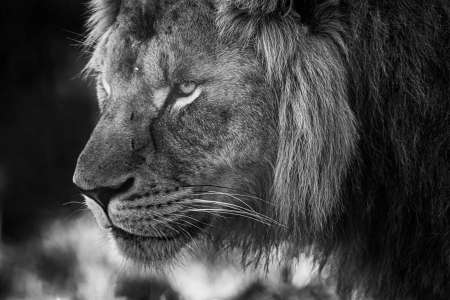 SEMD222 - DSC_7659 B&W - 
African Savannah Lion, Taronga Zoo,  Sydney, NSW, Australia.
1st July 2020 - 2.35pm
Camera - Nikon D800 
F5.6 - ISO 800 - 1/320 second - Focal Length 300mm