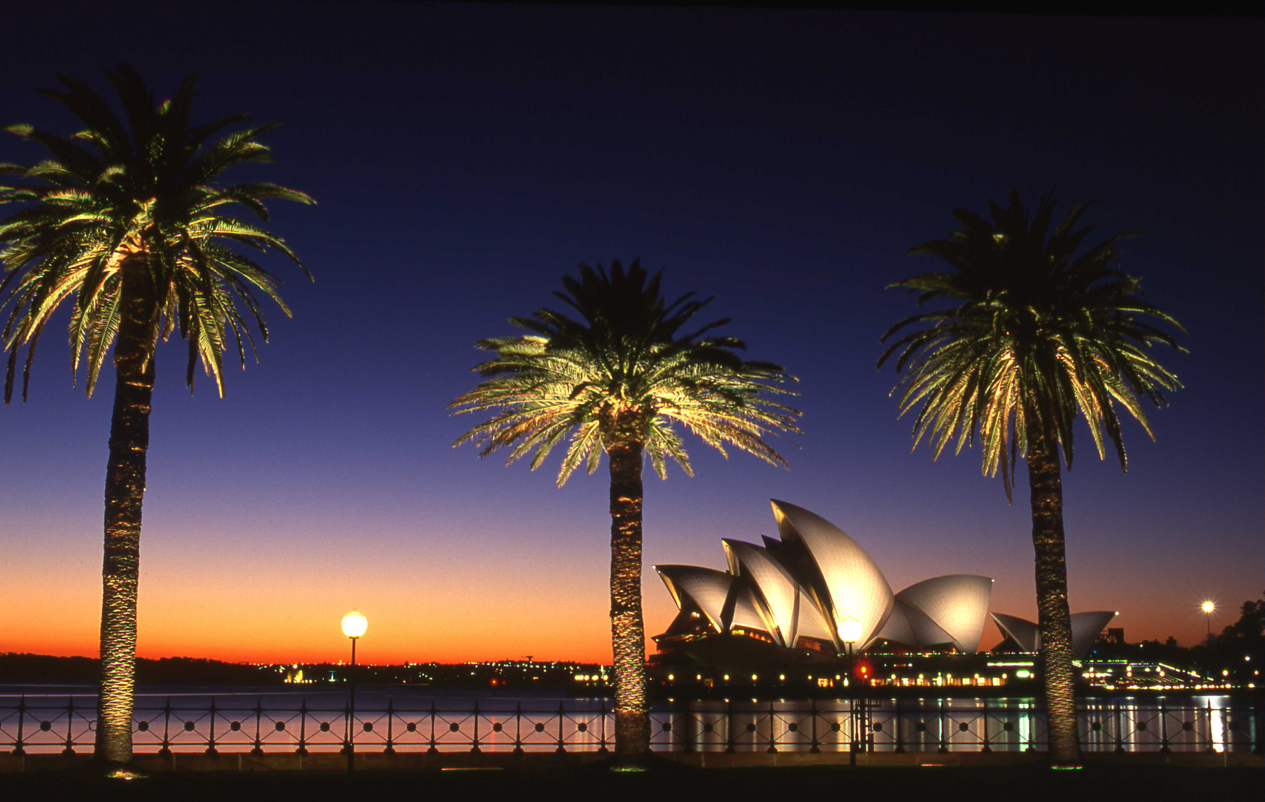 SEM057 - Sydney Palms : Sydney - Australia - Ltd Editions : Stephen E-Moran - Fine Art Photography