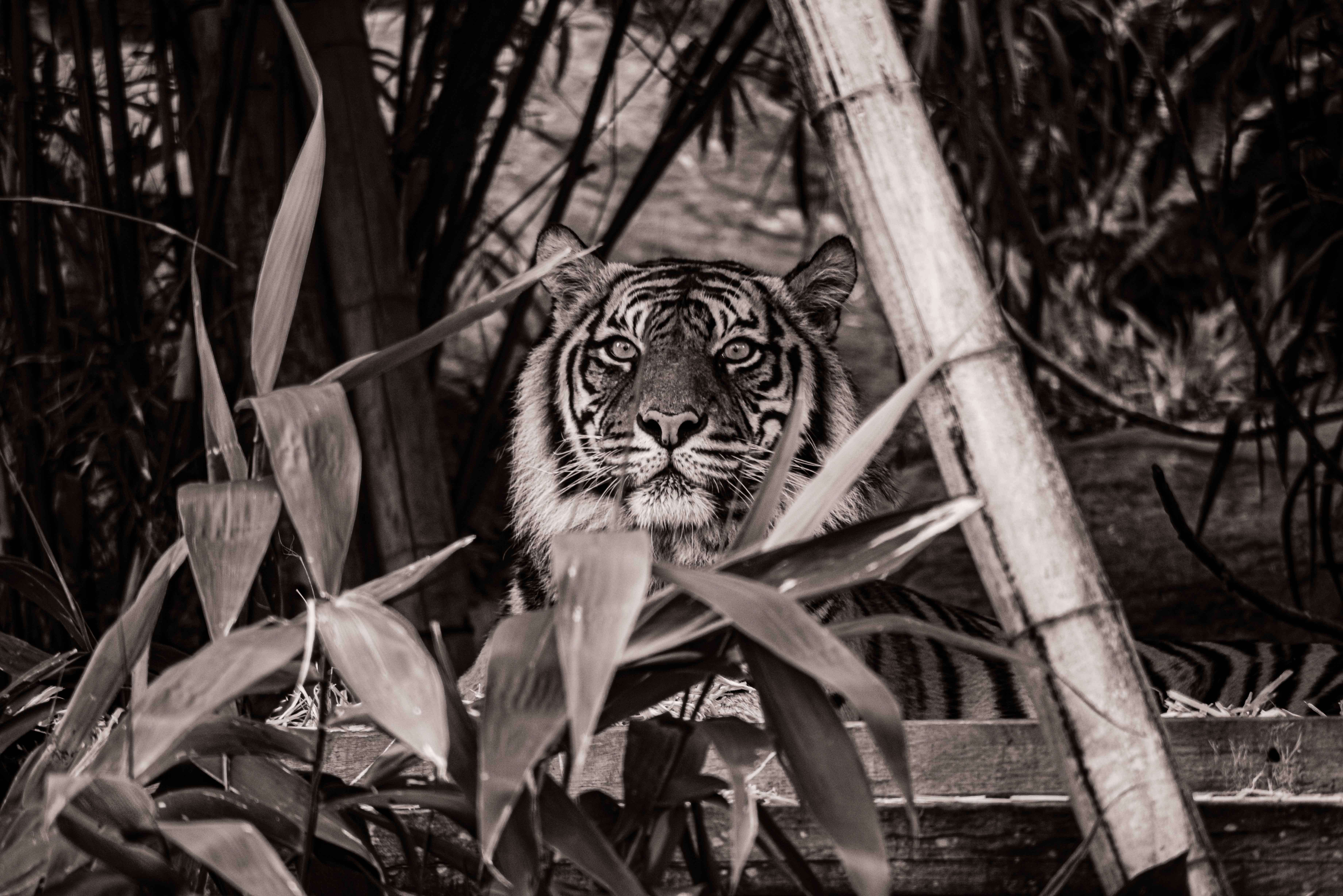 SEMD184 - DSC_7295 Sepia - 
Sumatran Tiger, Taronga Zoo,  Sydney, NSW, Australia.
1st July 2020 - 10.24am
Camera - Nikon D800 
F5.6 - ISO 1000 - 1/125 second - Focal Length 300mm : Wildlife - Sepia : Stephen E-Moran - Fine Art Photography