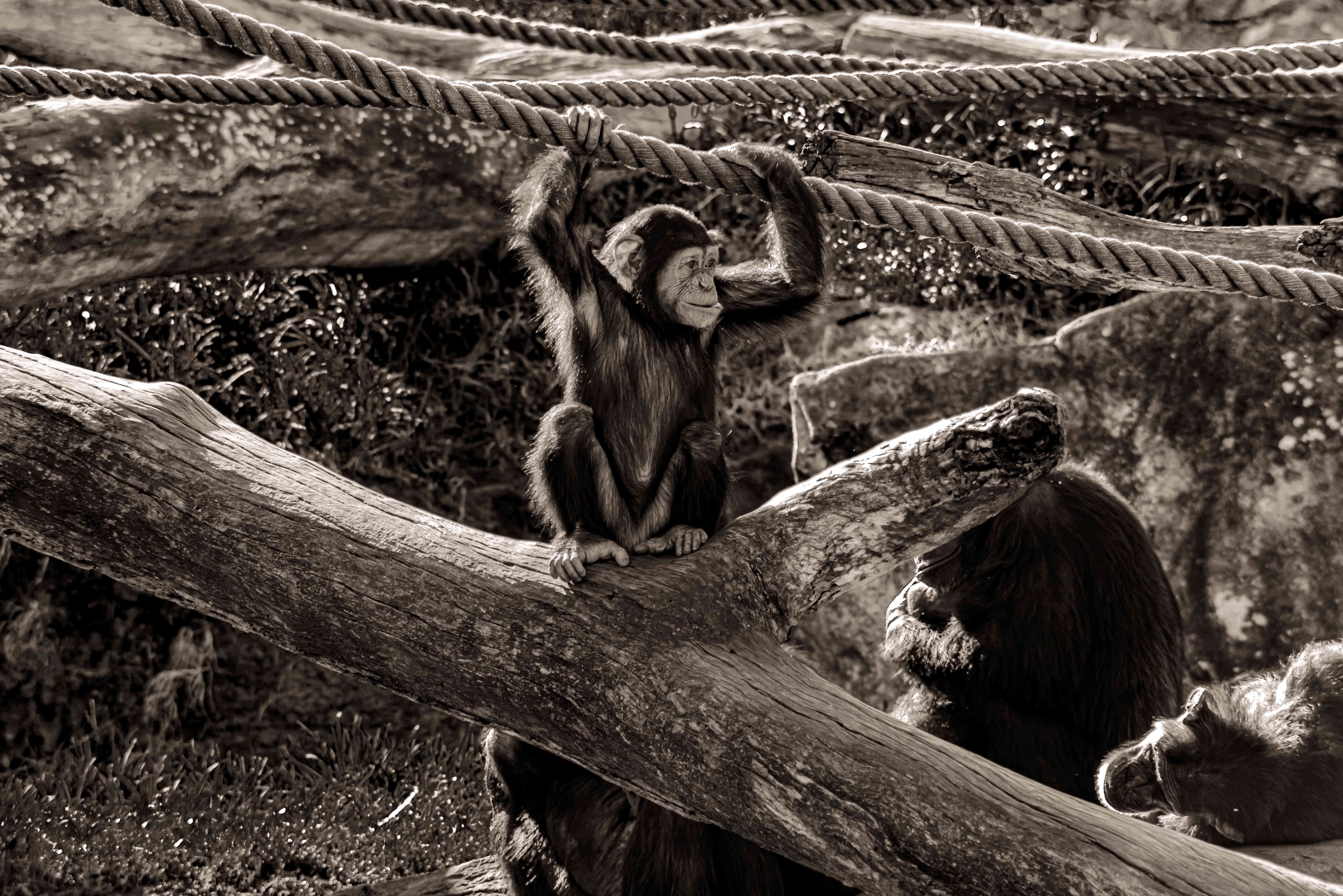 SEMD194 - DSC_7377 Sepia - 
Chimpanzee, Taronga Zoo,  Sydney, NSW, Australia.
1st July 2020 - 11.39am
Camera - Nikon D800 
F8 - ISO 800 - 1/320 second - Focal Length 270mm : Wildlife - Sepia : Stephen E-Moran - Fine Art Photography