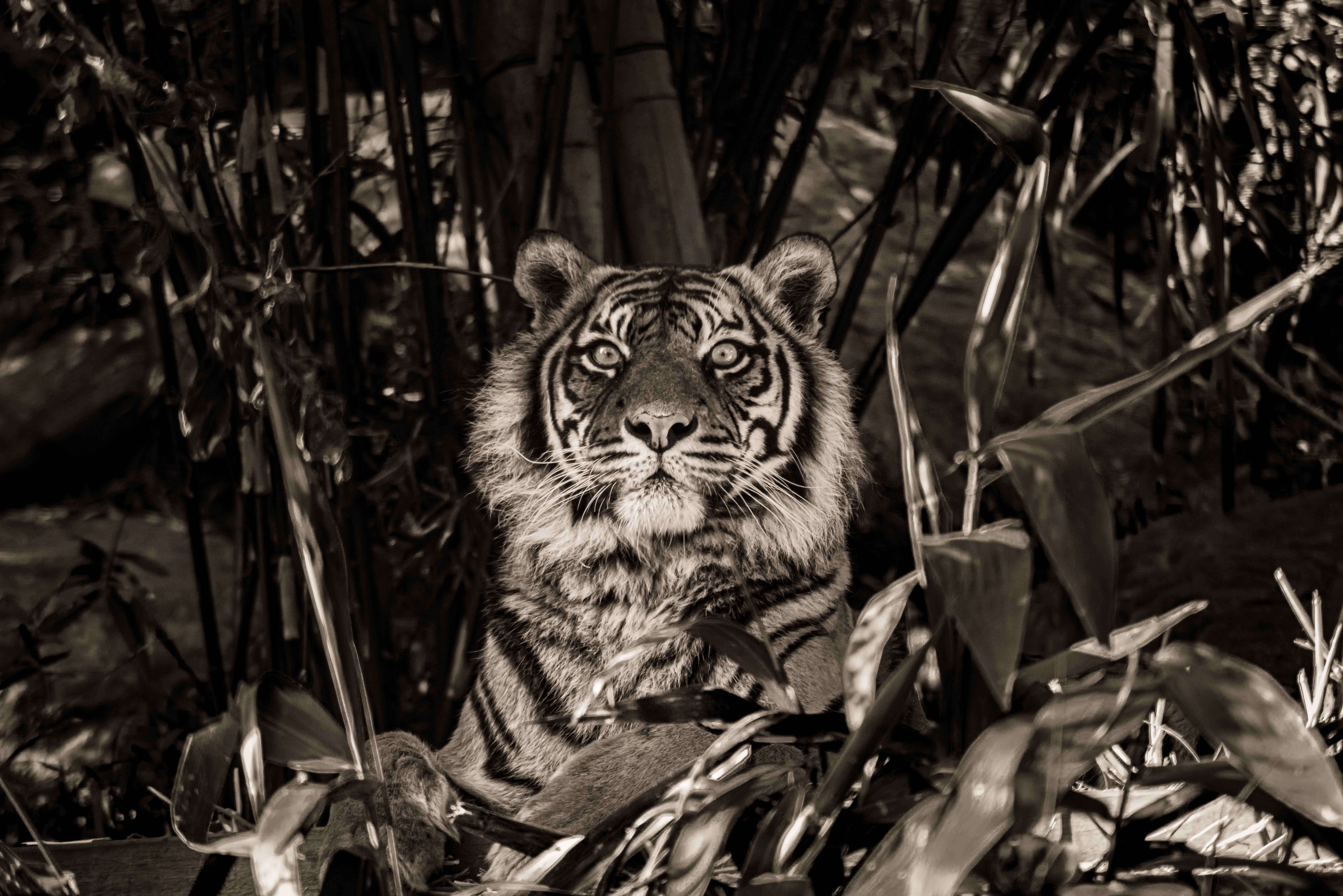 SEMD210 - DSC_7507 Sepia - 
Sumatran Tiger, Taronga Zoo,  Sydney, NSW, Australia.
1st July 2020 - 1.16pm
Camera - Nikon D800 
F5.6 - ISO 1000 - 1/250 second - Focal Length 300mm : Wildlife - Sepia : Stephen E-Moran - Fine Art Photography