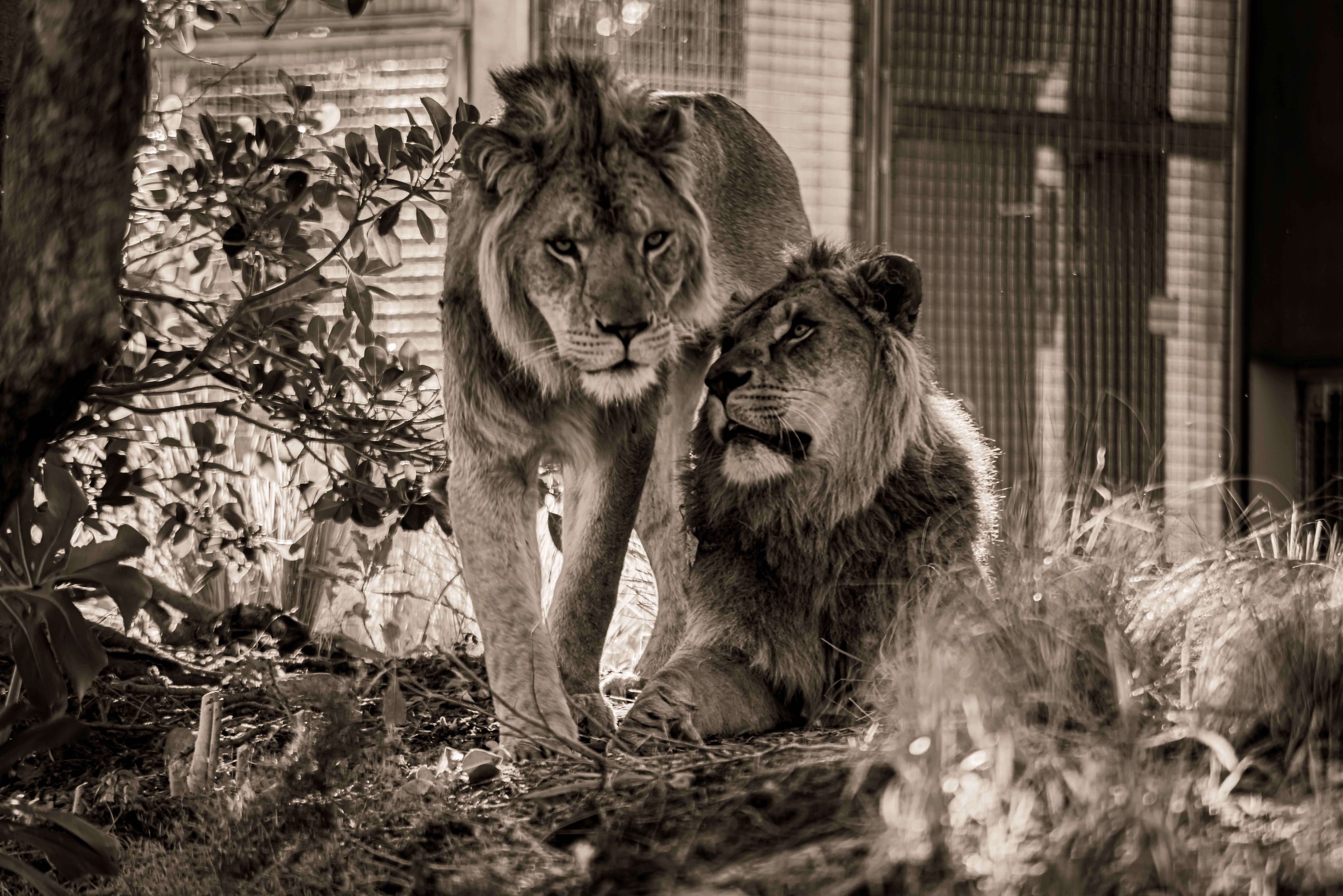 SEMD215 - DSC_7605 Sepia - 
African Savannah Lions (brothers Lwazi & Ato), Taronga Zoo,  Sydney, NSW, Australia.
1st July 2020 - 2.29pm
Camera - Nikon D800 
F5.6 - ISO 200 - 1/80 second - Focal Length 300mm : Wildlife - Sepia : Stephen E-Moran - Fine Art Photography