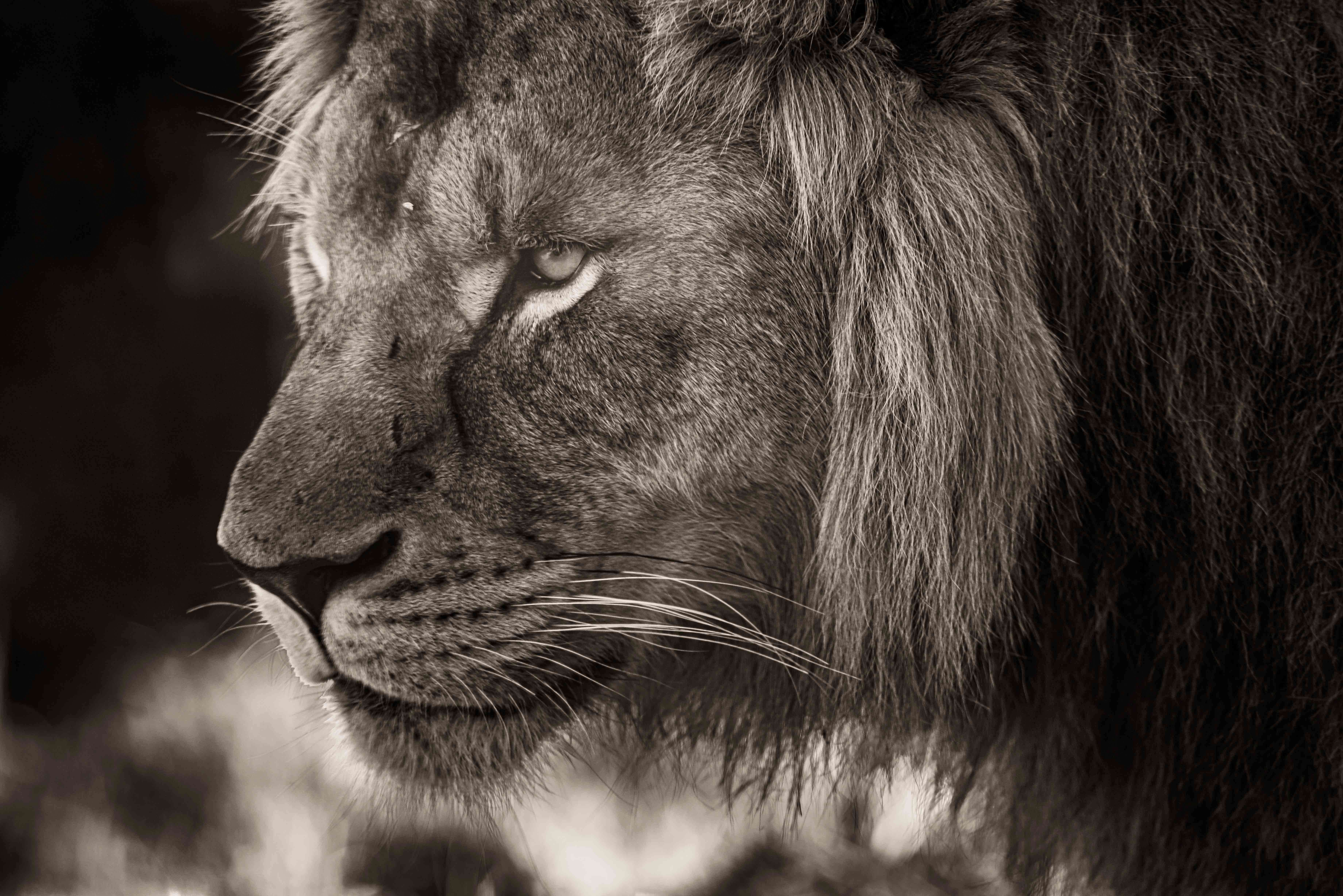 SEMD224 - DSC_7659 Sepia - 
African Savannah Lion, Taronga Zoo,  Sydney, NSW, Australia.
1st July 2020 - 2.35pm
Camera - Nikon D800 
F5.6 - ISO 800 - 1/320 second - Focal Length 300mm : Wildlife - Sepia : Stephen E-Moran - Fine Art Photography