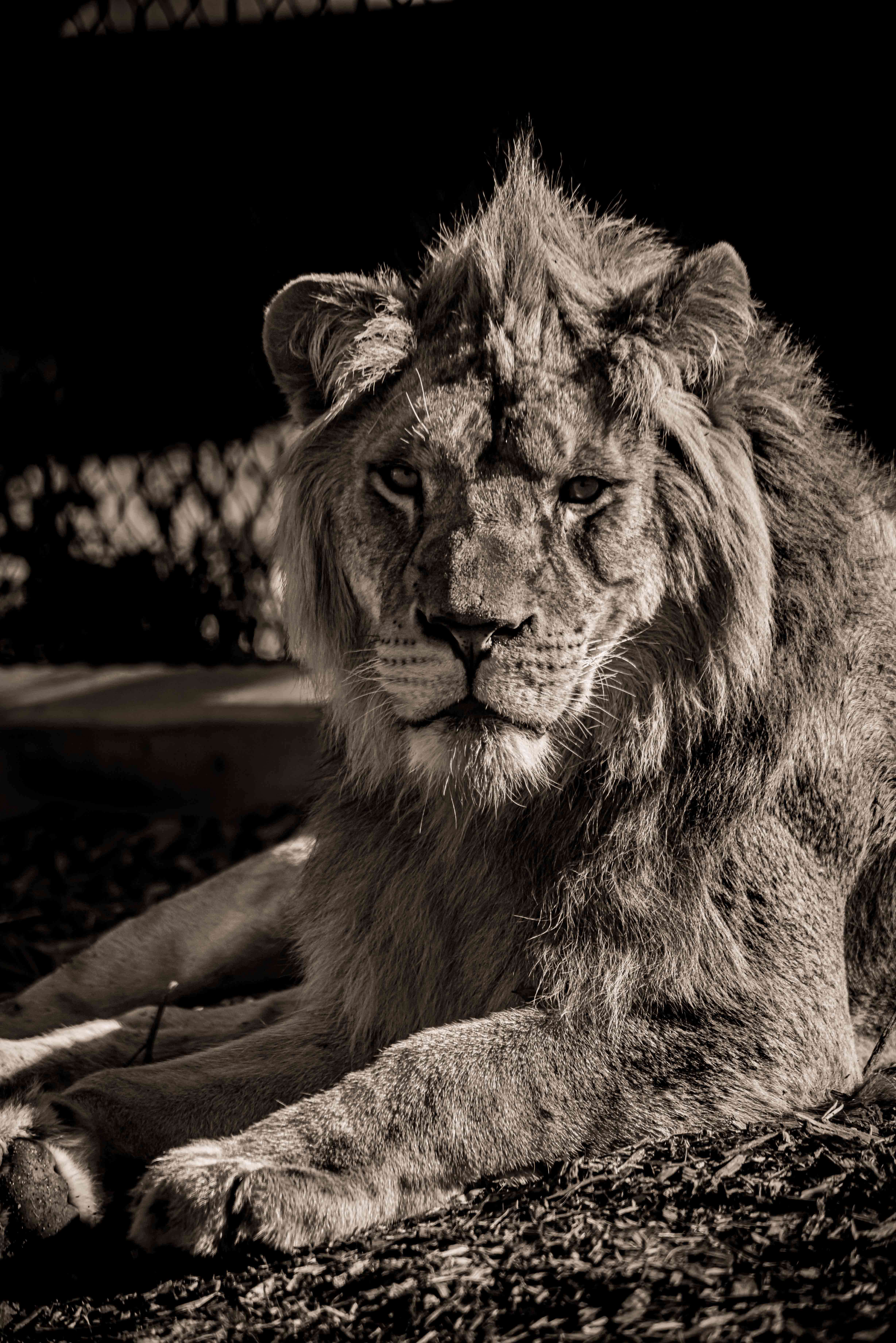 SEMD229 - DSC_7678 Sepia - 
African Savannah Lion, Taronga Zoo,  Sydney, NSW, Australia.
1st July 2020 - 2.41pm
Camera - Nikon D800 
F5.6 - ISO 800 - 1/1250 second - Focal Length 250mm : Wildlife - Sepia : Stephen E-Moran - Fine Art Photography